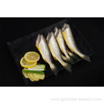 Frozen Small Yellow Croaker Seafood